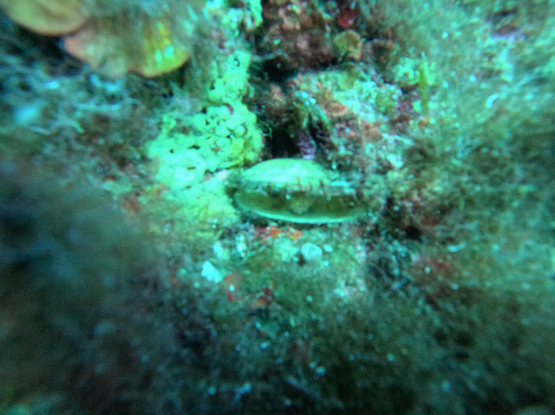 Mister Jump Diving Ustica-Ustica必去景点