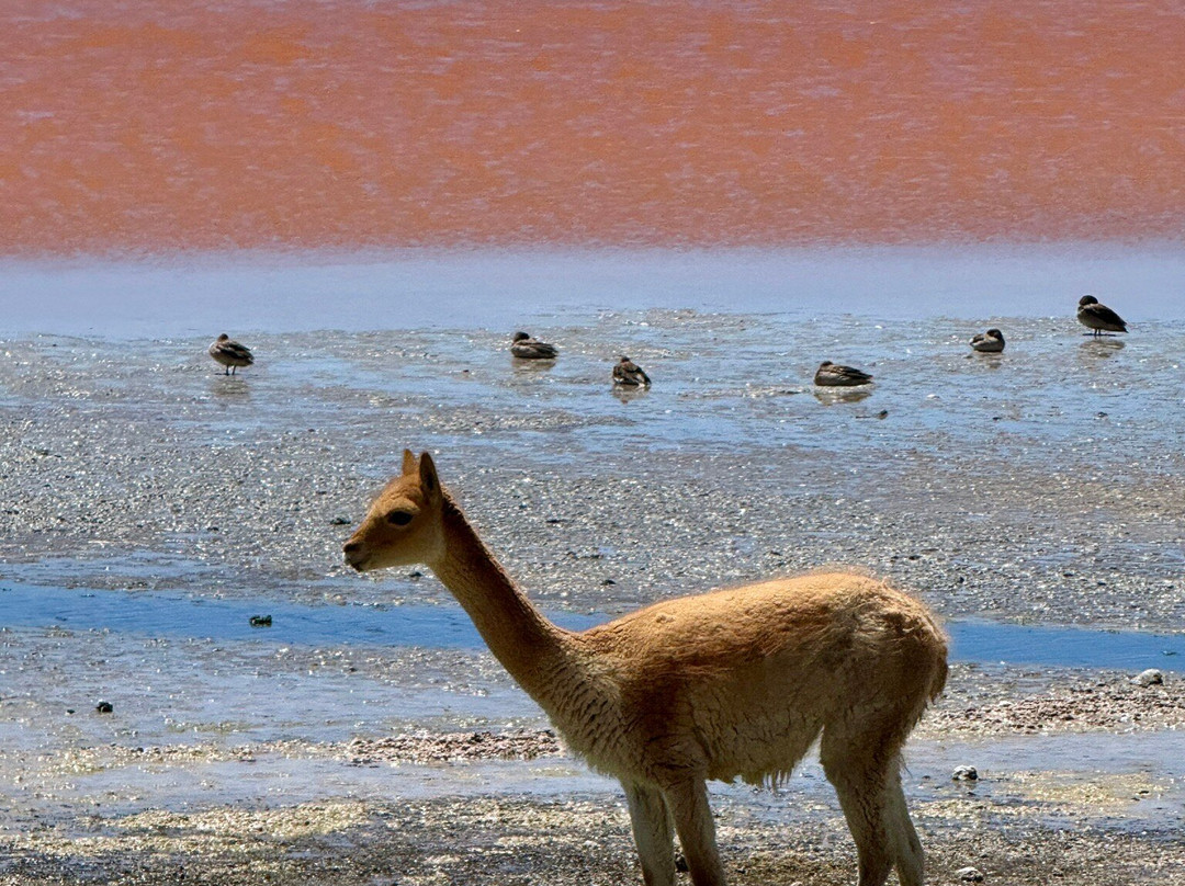 Laguna Colorada-乌尤尼必去景点