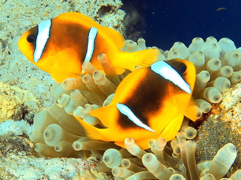 Red Sea Elite Diving-沙姆沙伊赫必去景点