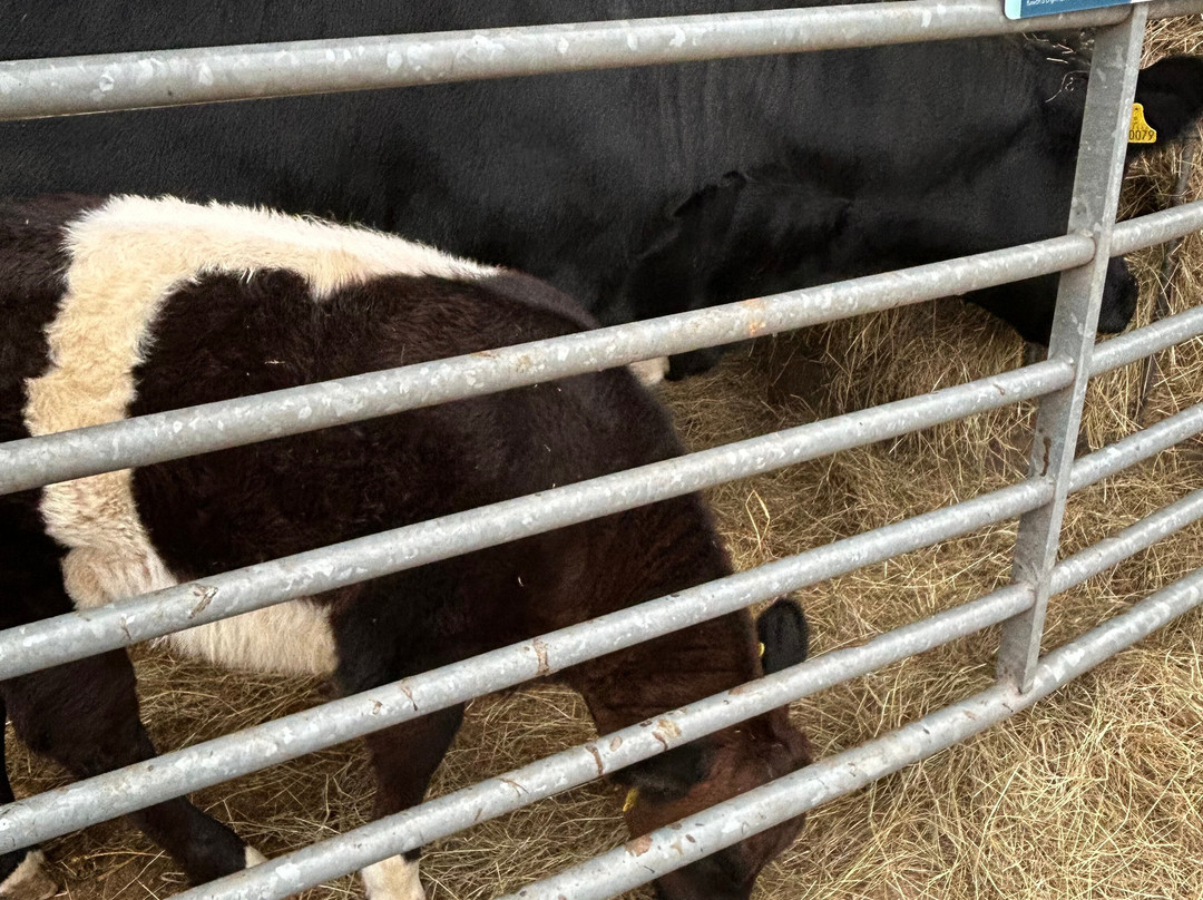 Greenmeadow Community Farm-Cwmbran必去景点