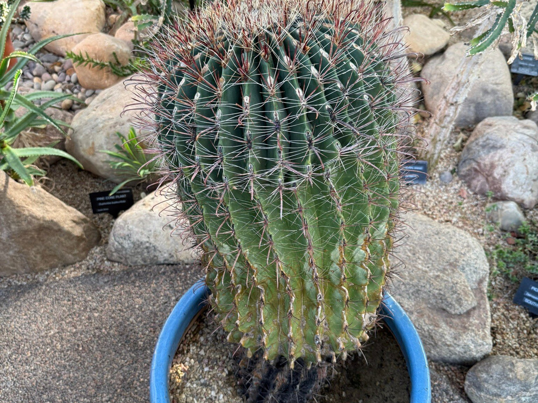 姆塔特温室-埃德蒙顿必去景点