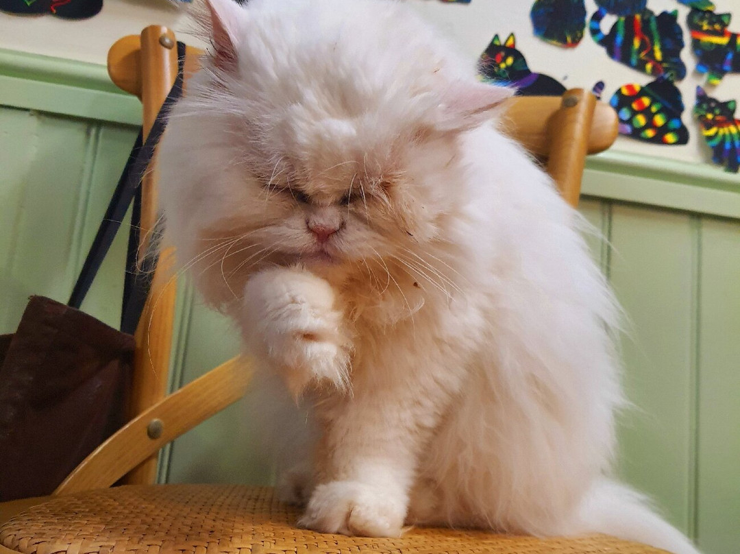 Bedford Cat Café-贝德福德必去景点