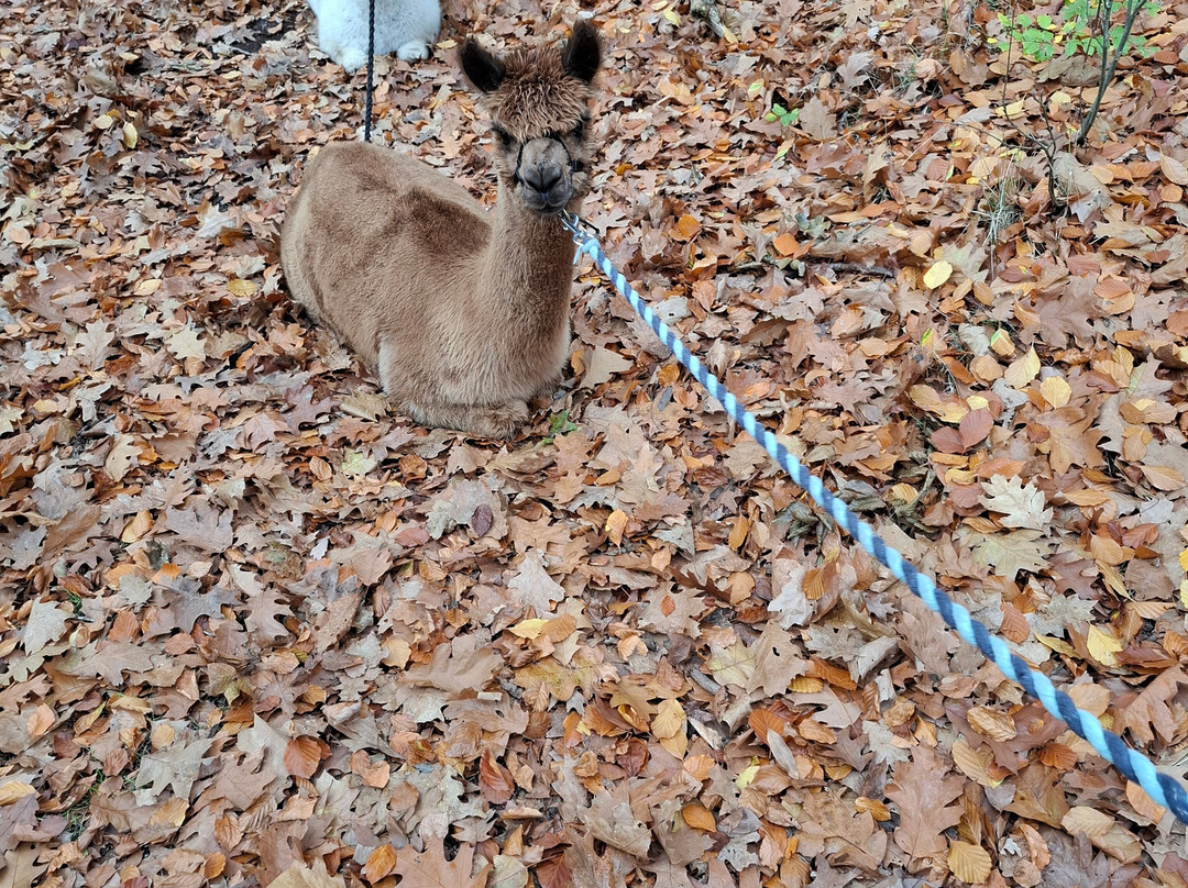 Elshof Alpaca's (malden)