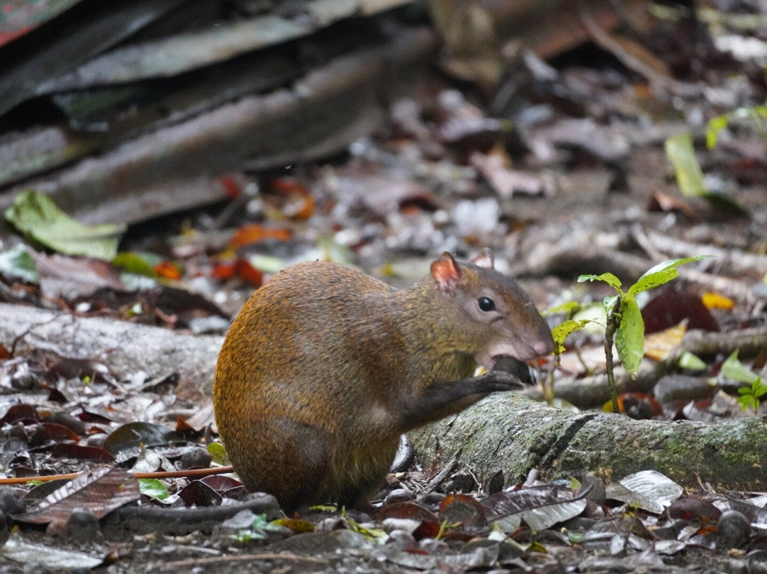 Costa Rica Roots Tours-托图杰多必去景点