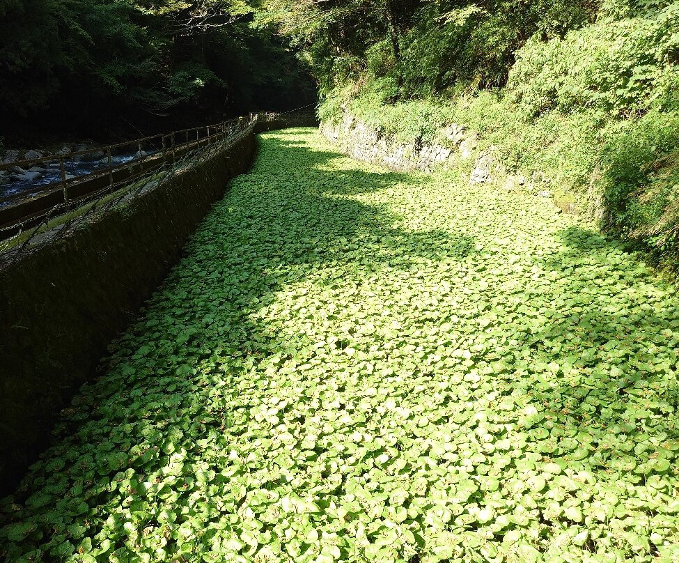 净莲瀑布-伊豆市必去景点