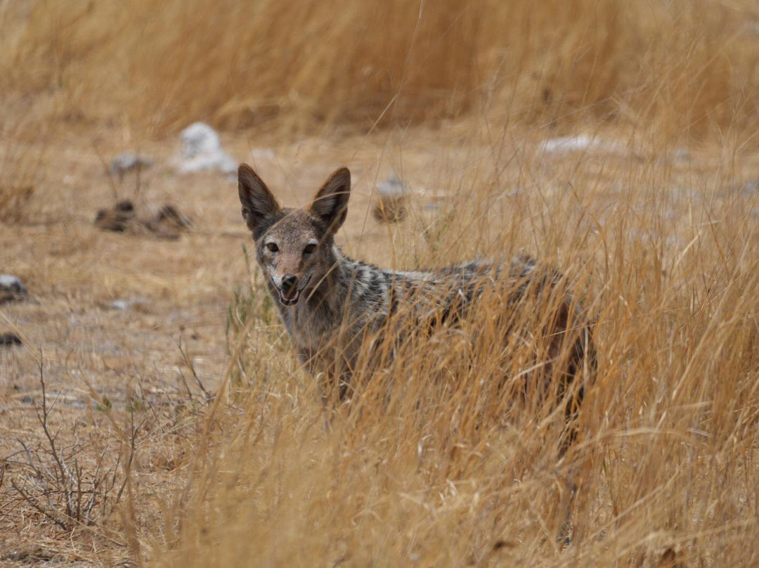 Born in Etosha Self-Drive Private Tours-Okaukuejo必去景点