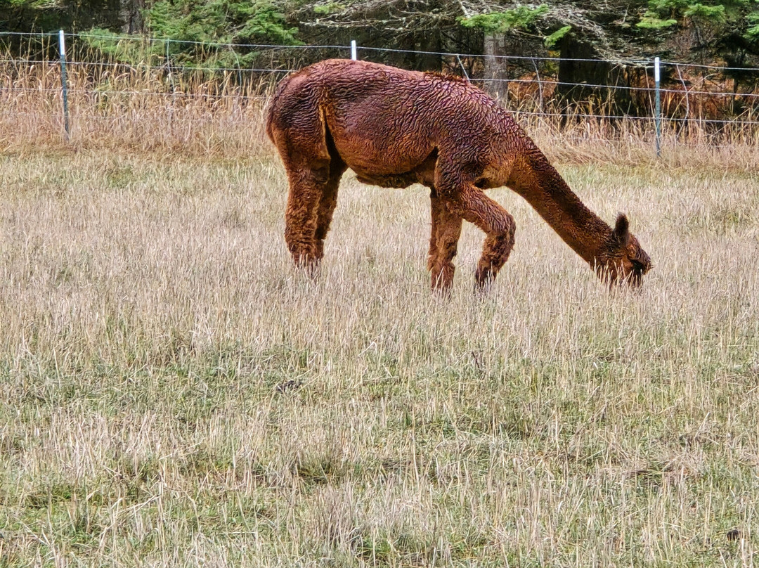 Seven Stars Alpaca Ranch Llc-科达伦必去景点