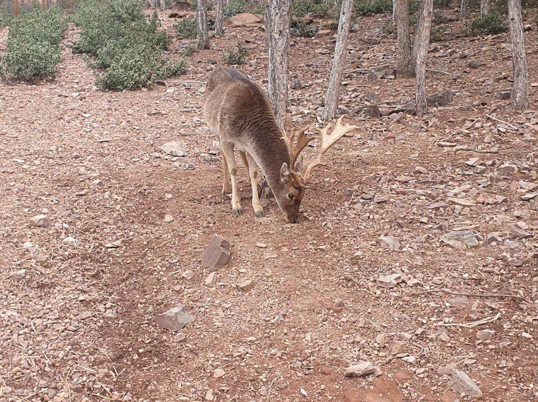 Parque de Fauna La Maleza-Tramacastilla必去景点