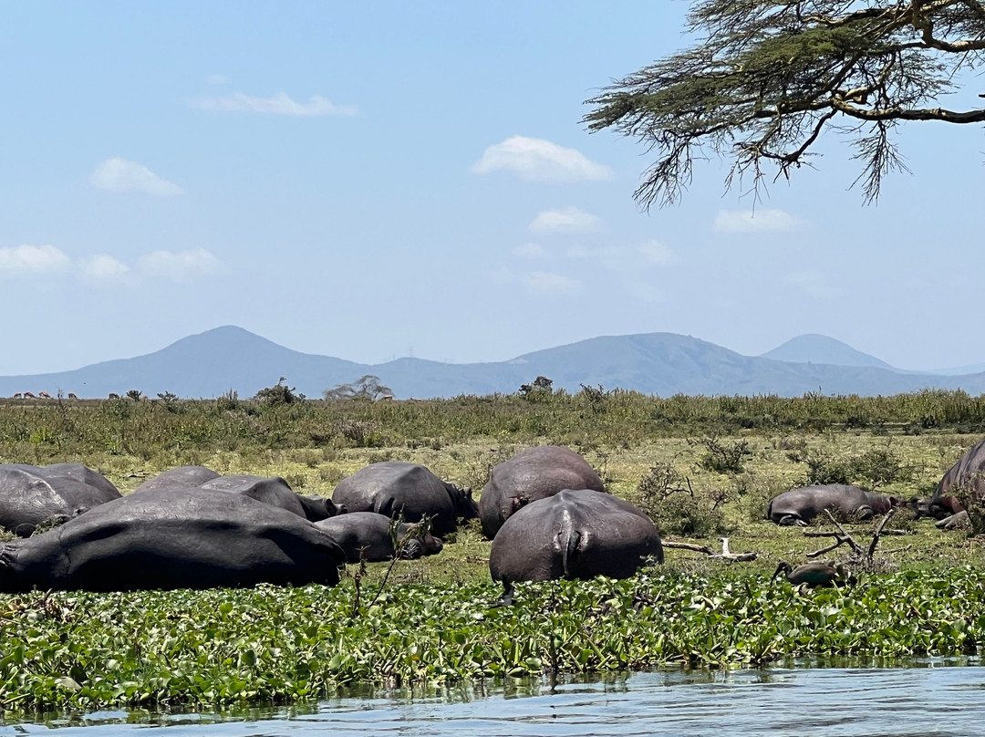 Lake Naivasha-奈瓦夏必去景点