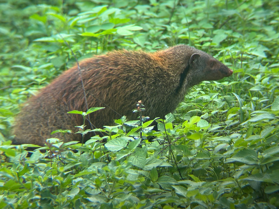 Udawalawe Lahiru Safari Guide Tours-乌达瓦拉维国家公园必去景点