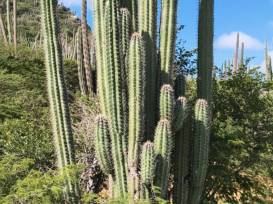 Hooiberg-奥腊涅斯塔德必去景点