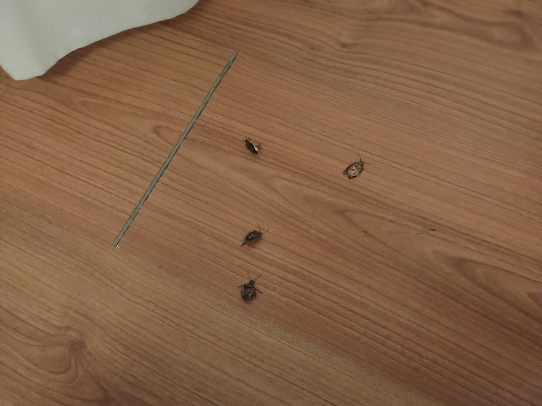 Balneario Cestona主图