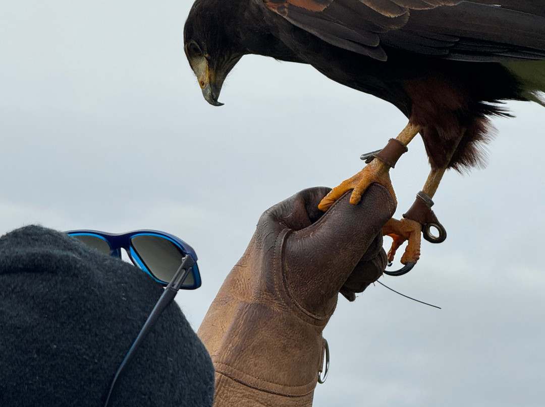 Falconry Kerry-基拉尼必去景点
