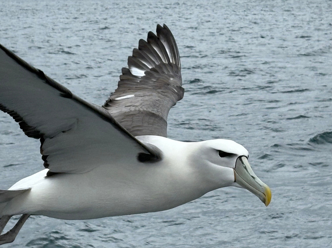 Tequila Fishing & Bird Watching Charters-Oban必去景点