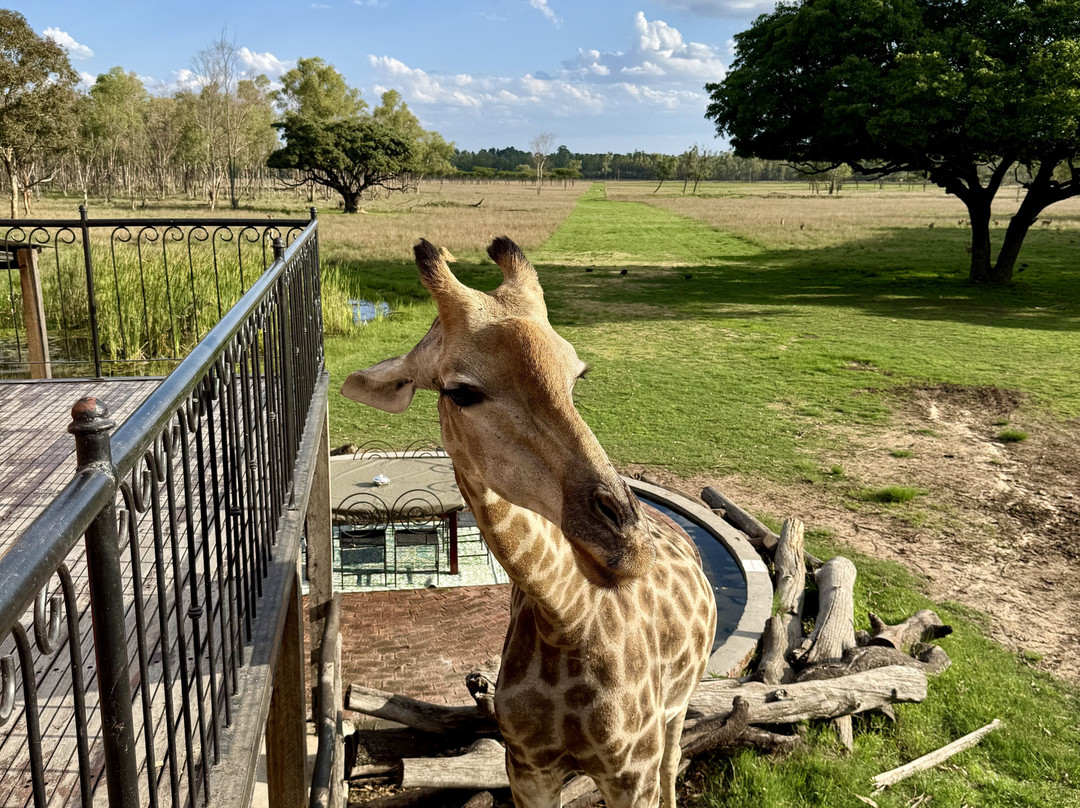 Wild Is Life-哈拉雷必去景点