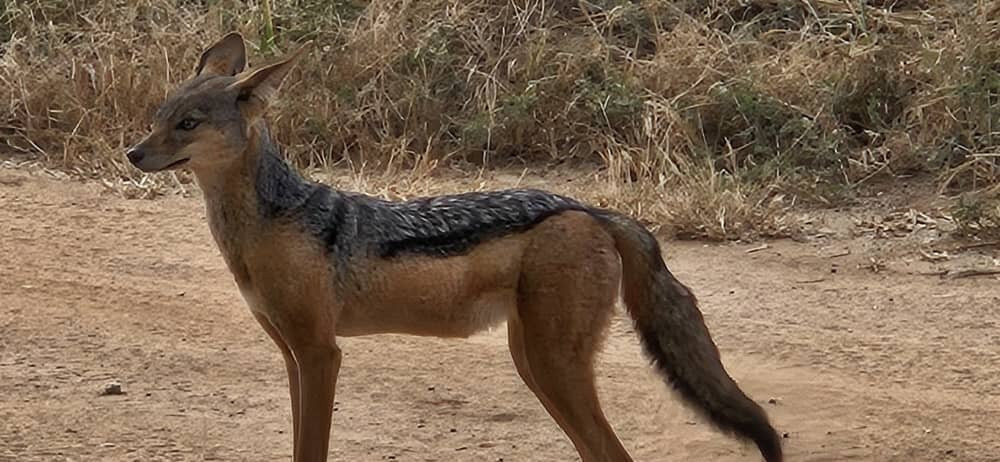 KILI SLOPE TOURS AND SAFARIS LTD-Usa River必去景点