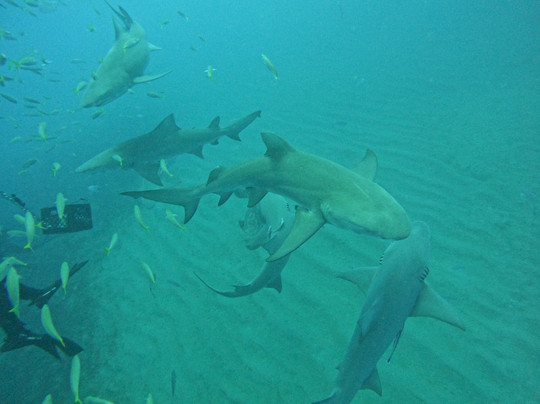 Emerald Charters-朱庇特必去景点