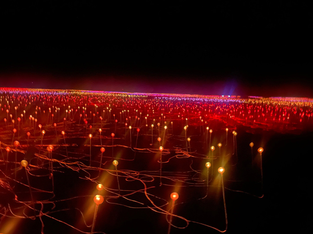 Field of Light-乌鲁鲁-卡塔丘塔国家公园必去景点
