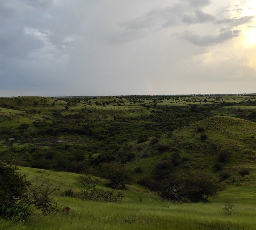 Grassland Safari Maharashtra - Kadbanwadi-Baramati必去景点