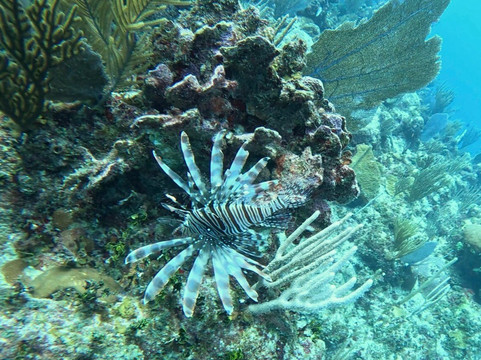 ScubaLibre Varadero-巴拉德罗必去景点