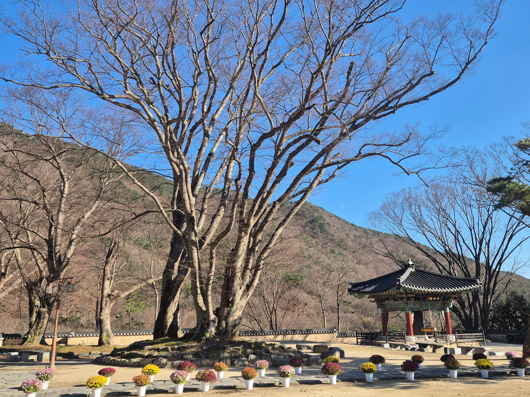 Muryangsa-扶余郡必去景点