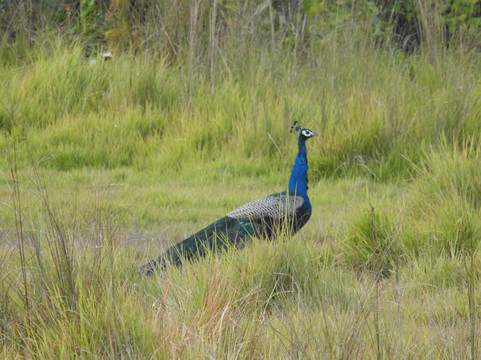 Silent Adventure Chitwan-苏拉哈必去景点