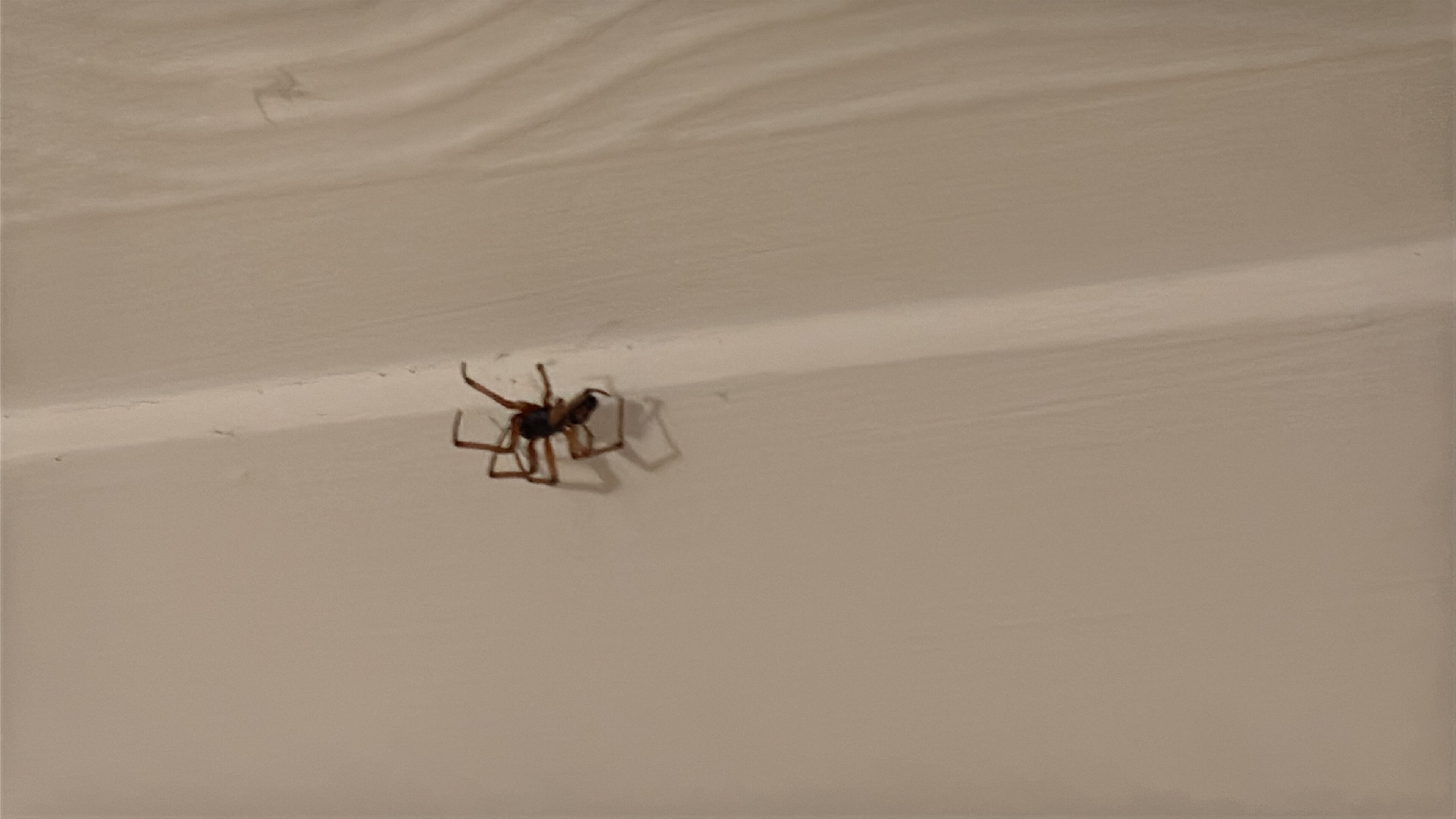 Ynyscedwyn Arms-官方