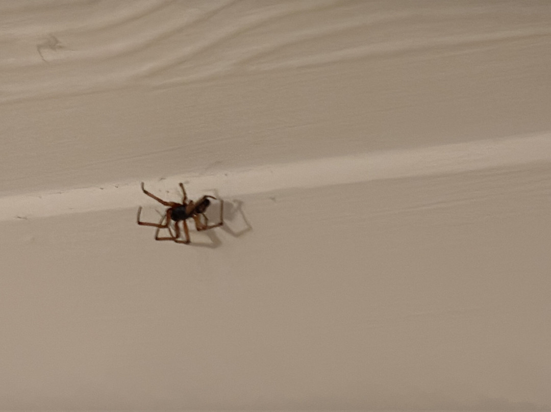 Ynyscedwyn Arms主图