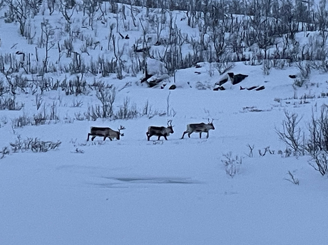 拉普兰极光之旅-阿比斯库必去景点