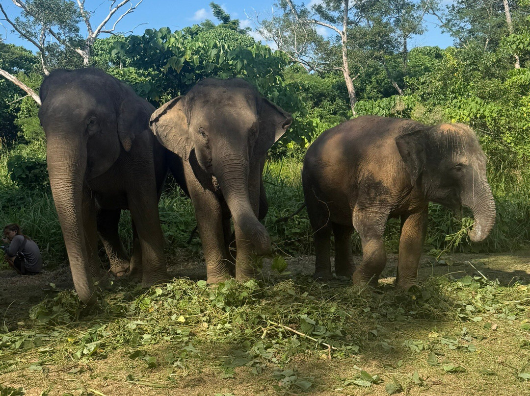 The Lake Phuket Elephant Home-Thep Krasatti必去景点