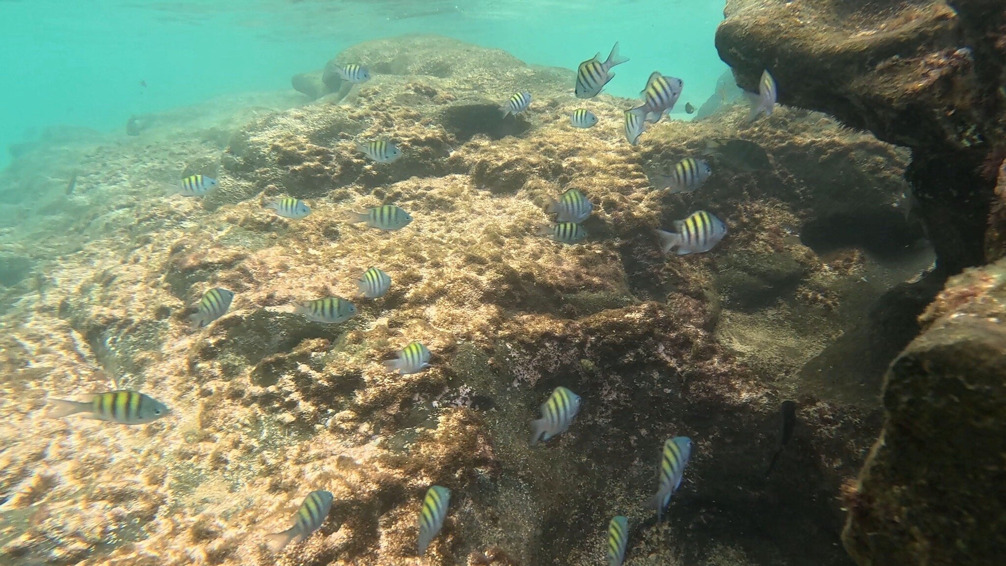 Bom Bom Principe Island-官方