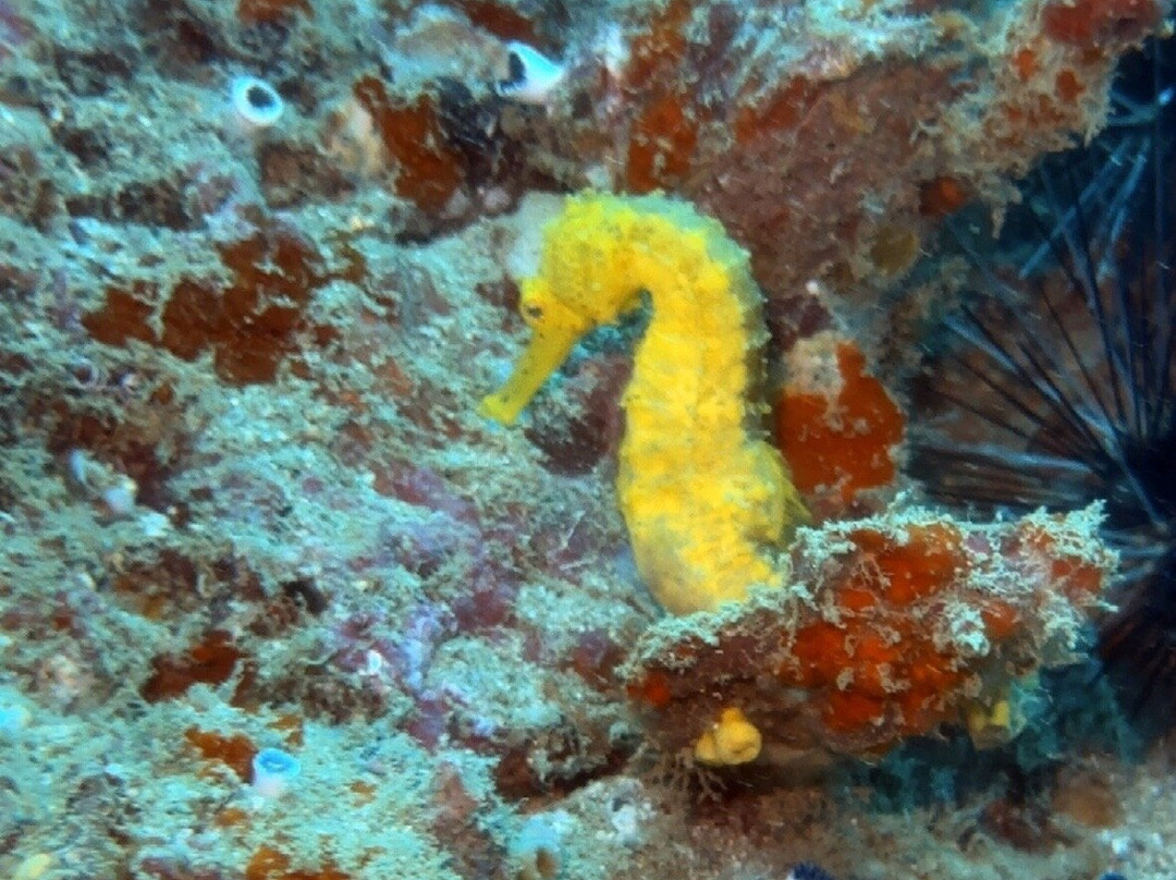 The Junk Liveaboards-Chalong必去景点