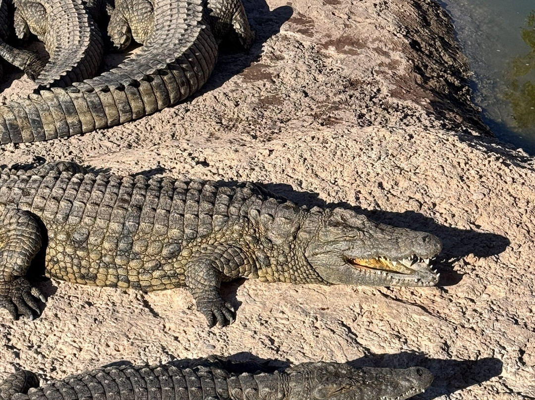 Crocoparc-阿加迪尔必去景点