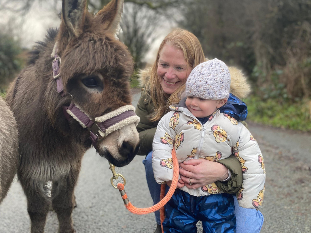 Woolly Experiences, Nercwys, Mold-Mold必去景点