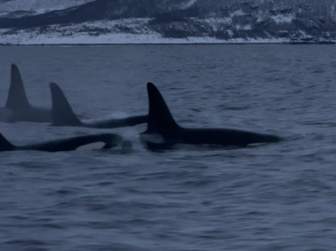 Lofoten Opplevelser-霍宁斯沃格必去景点