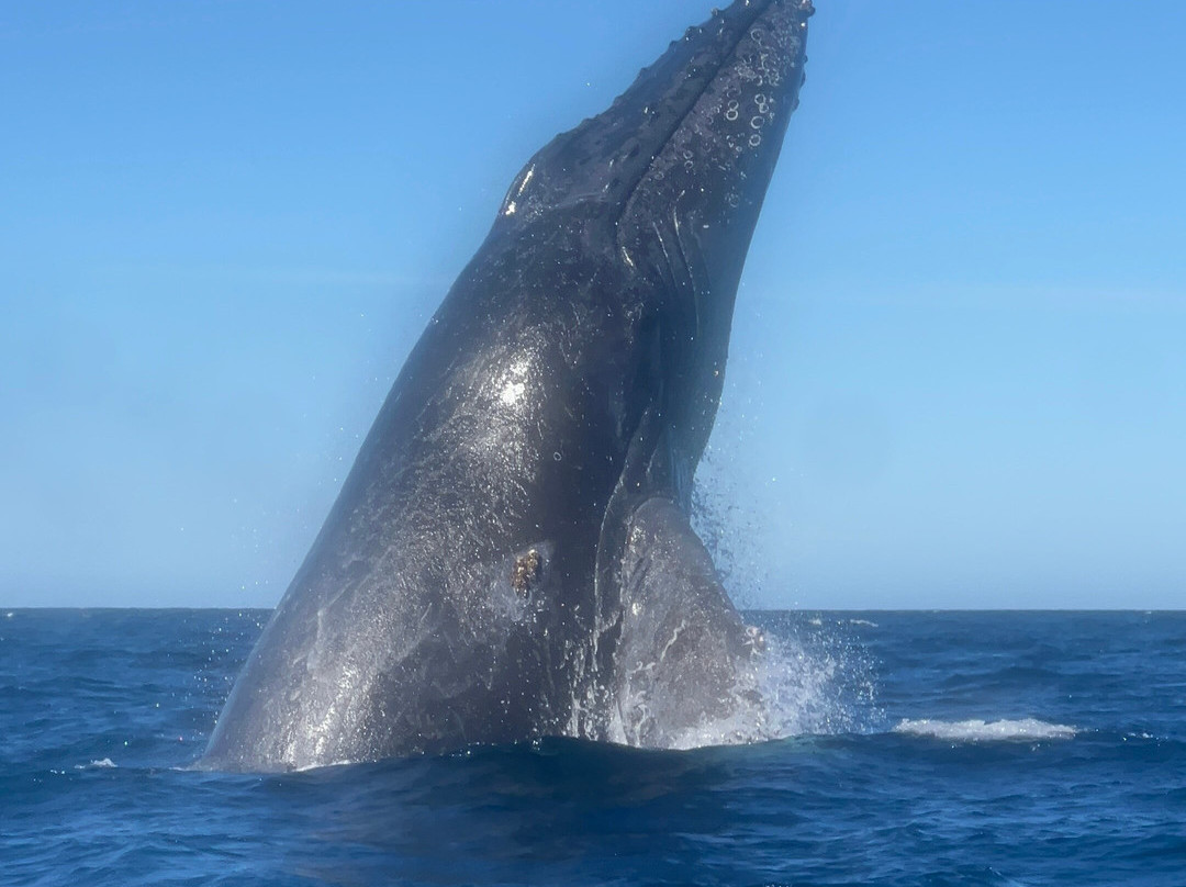 Cabo Pulmo Sport Center-Cabo Pulmo必去景点