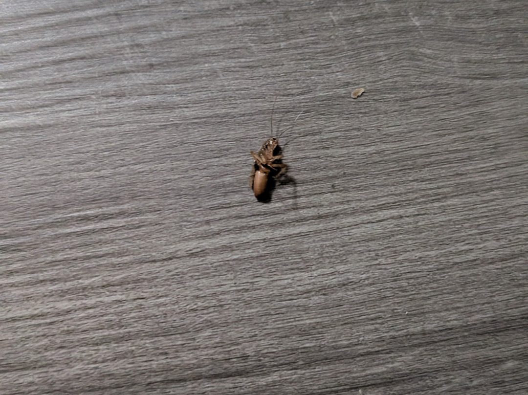 Super 8 by Wyndham Shawnee主图