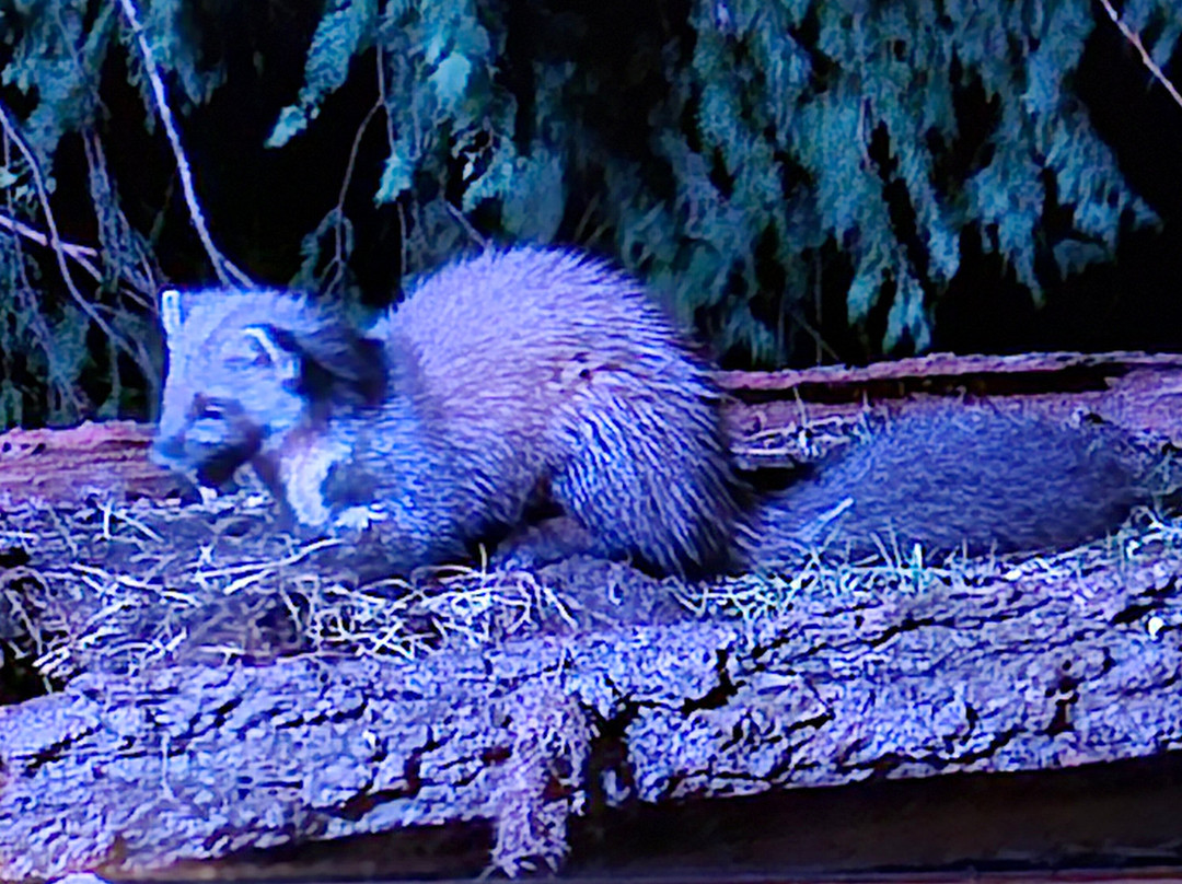 Speyside Wildlife-阿维莫尔必去景点
