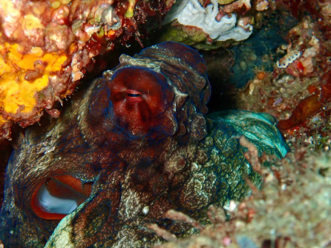 Wolf Rock Dive Centre-Rainbow Beach必去景点