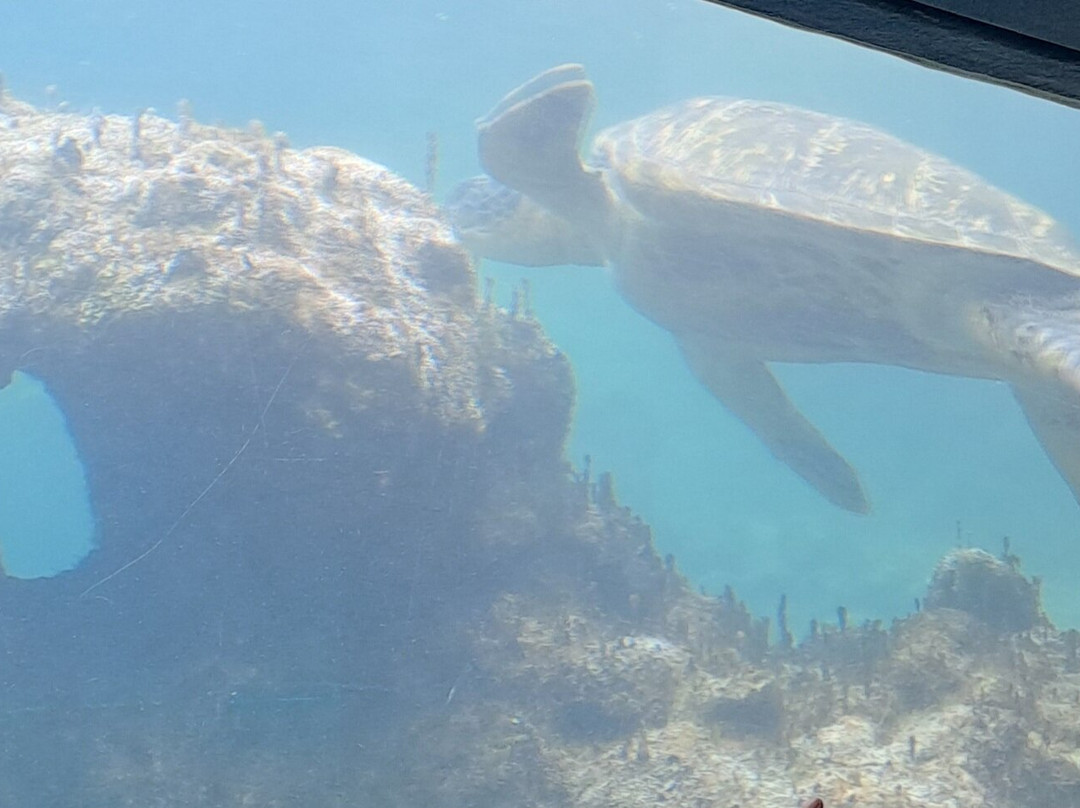 Kélonia-圣亮必去景点