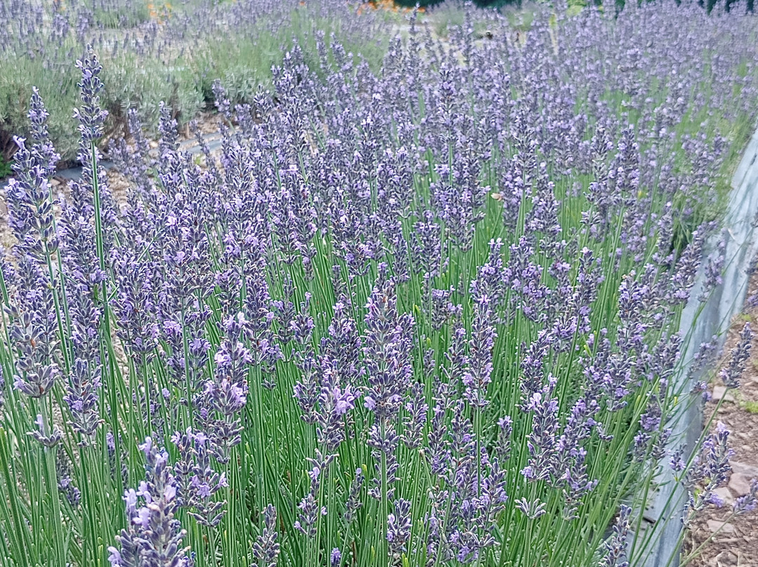 Quiet Hills Lavender Farm
