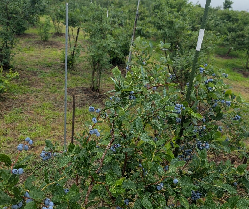 Awara Onsen Fruits Park Okayu-芦原市必去景点