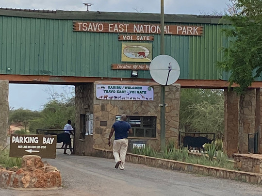 Kikko in Savanna Kenya-瓦塔木必去景点