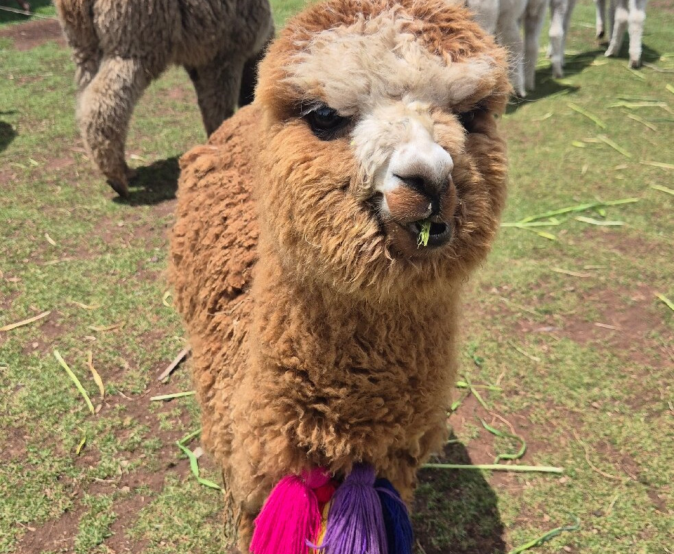 Centro Textil Acllas-Chinchero必去景点