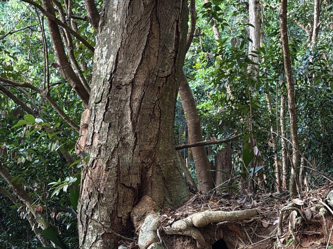 Cliff 'N' Coast Adventures Seychelles-维多利亚必去景点