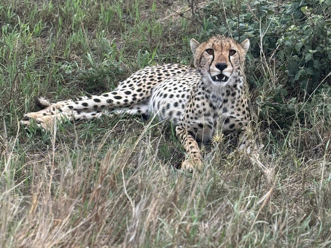 歌珊地非洲游猎之旅-阿鲁沙必去景点