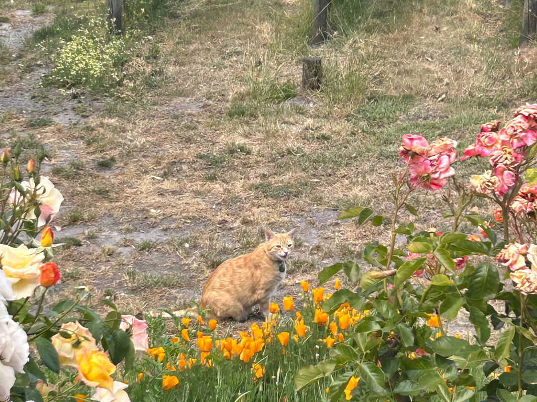 Grey Sands Vineyard-Glengarry必去景点