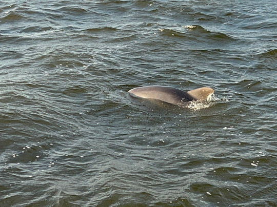 Paradise Dolphin Cruises-Wanchese必去景点