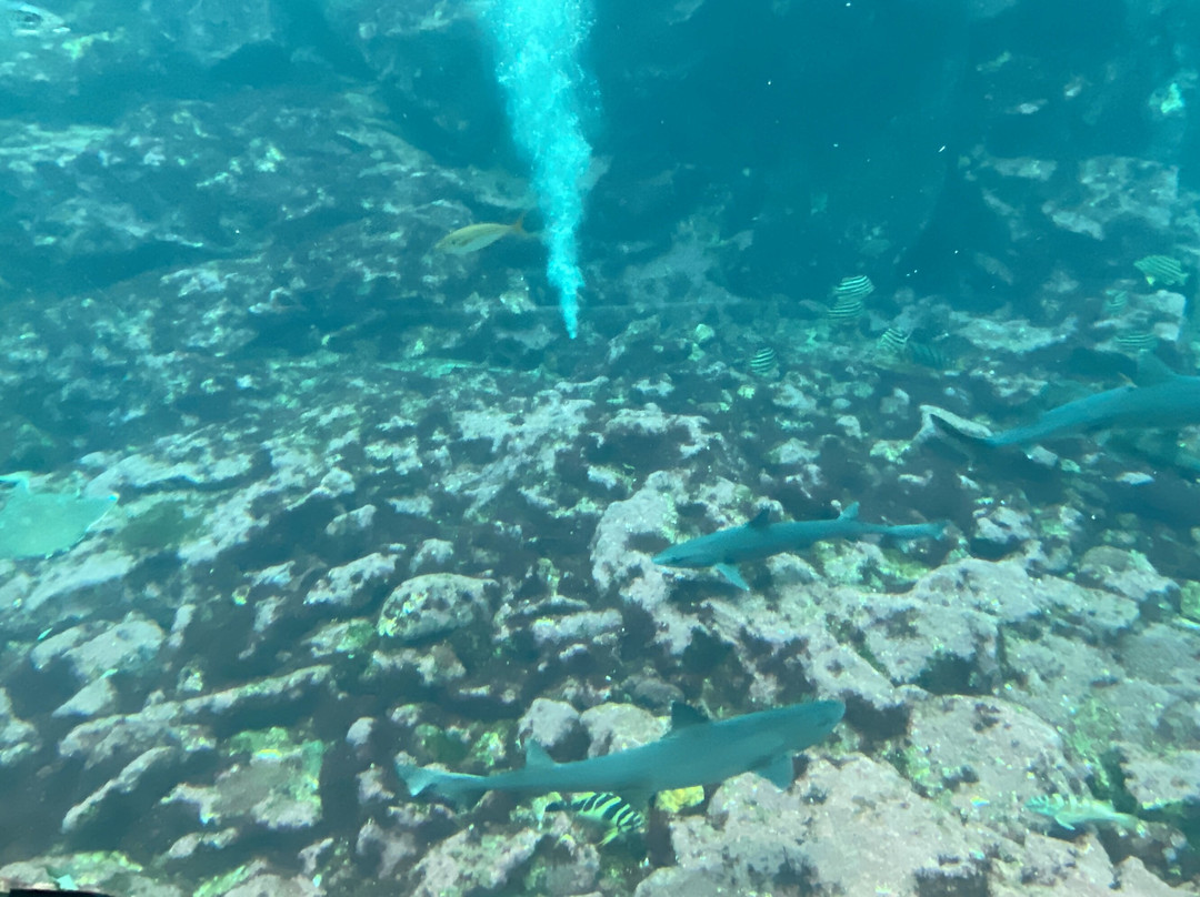 Shimoda Aquarium-下田市必去景点