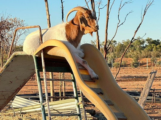 Silverton Outback Camels-Silverton必去景点